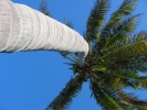 PICTURES/Tourist Sites in Florida Keys/t_Pigeon Key - Palm Tree 2.JPG